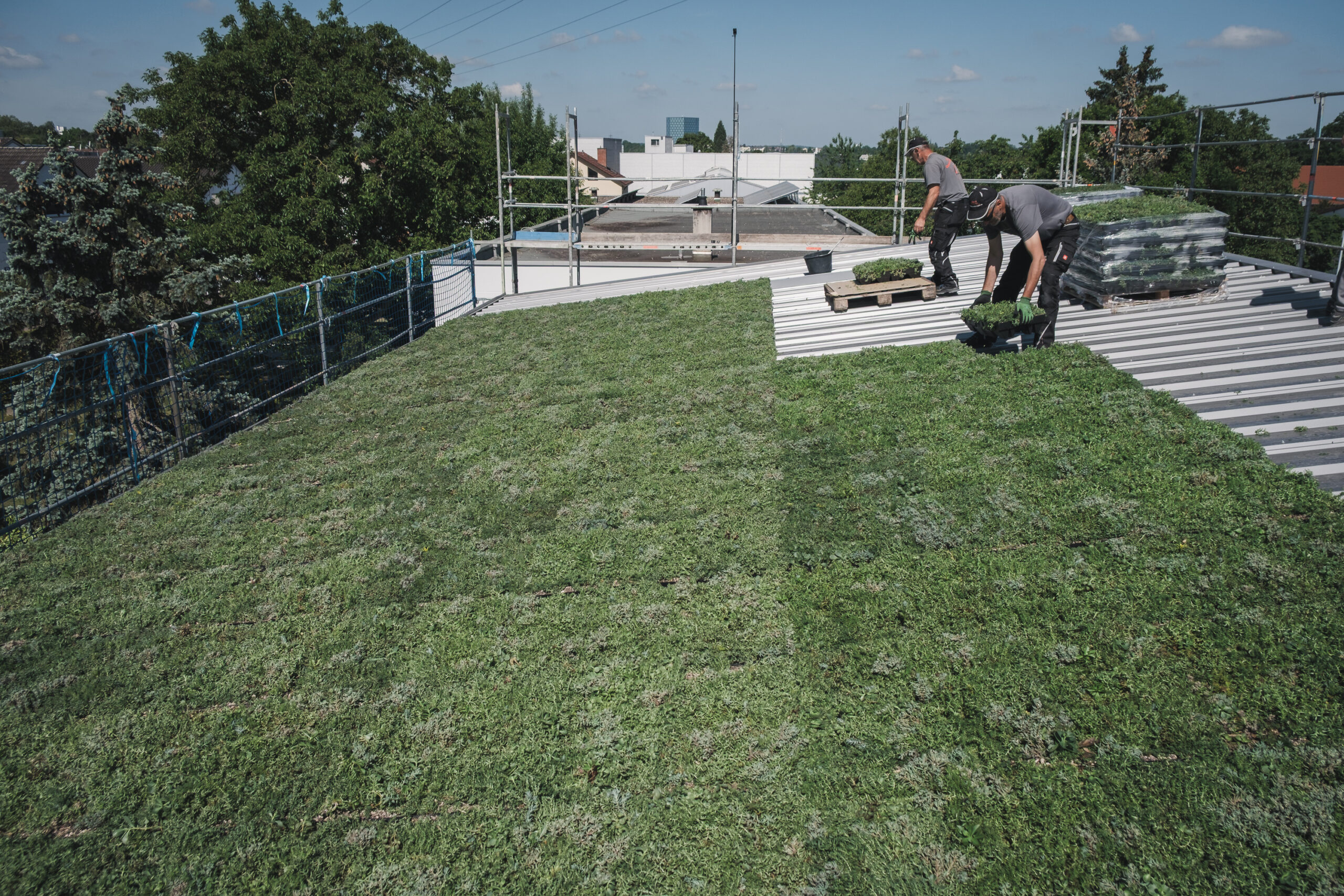 SAB Profil Dachbegrünung-76